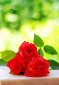 孤立在绿色背景上的红色玫瑰花朵