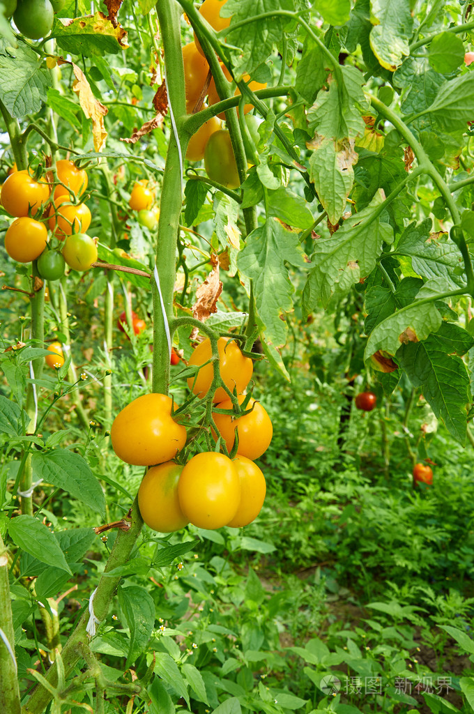 黄色西红柿植物照片-正版商用图片0es28f-摄图新视界