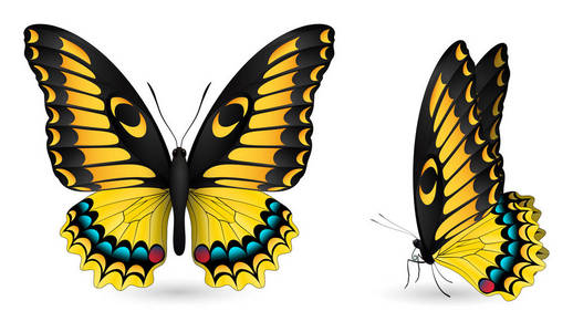 五颜六色的蝴蝶一套。正面和侧面视图
