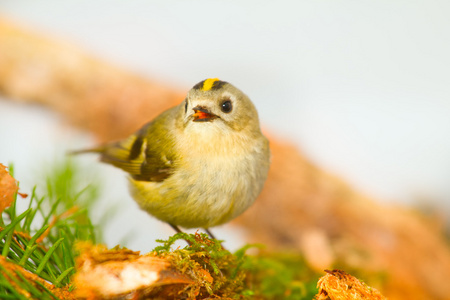 goldcrest 在树枝上的白色背景上