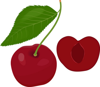 用树叶成熟的红樱桃浆果。矢量