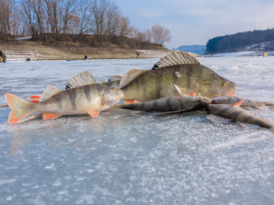 钓到的鱼赶上渔夫,鱼儿在冰上.冬天钓鱼,钓到了鱼,在冰上.