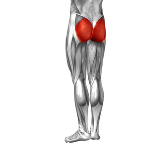 比目鱼肌腿部解剖和肌肉照片