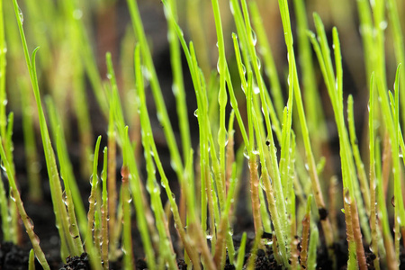 春天的小草从树桩上长了春天的小草在花盆里生长, 你好春天概念春天