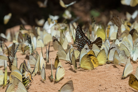 蝴蝶在 gr 吃盐舔蝴蝶物种的多样性