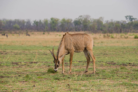 Waterbucks 在大草原关闭在津巴布韦, 南非