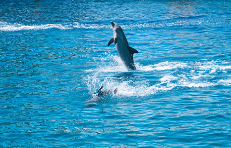 在水族馆海豚