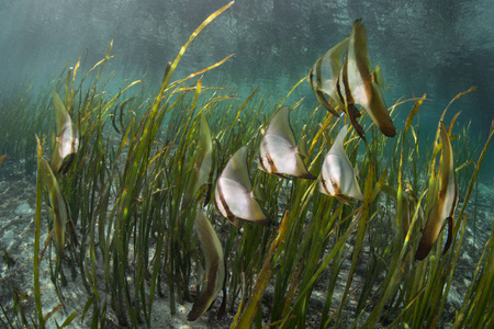 锹鱼一所所罗门群岛的一所少年 spadefish 在海草草甸的叶片中游泳.