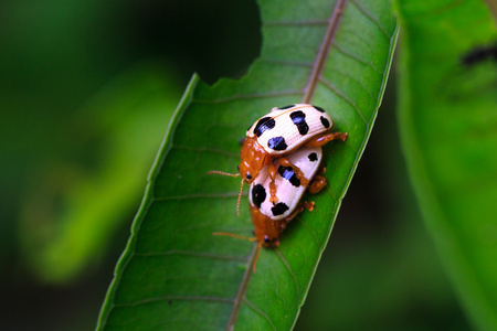 两个甲虫对绿色叶甲虫的两个繁殖季节.照片
