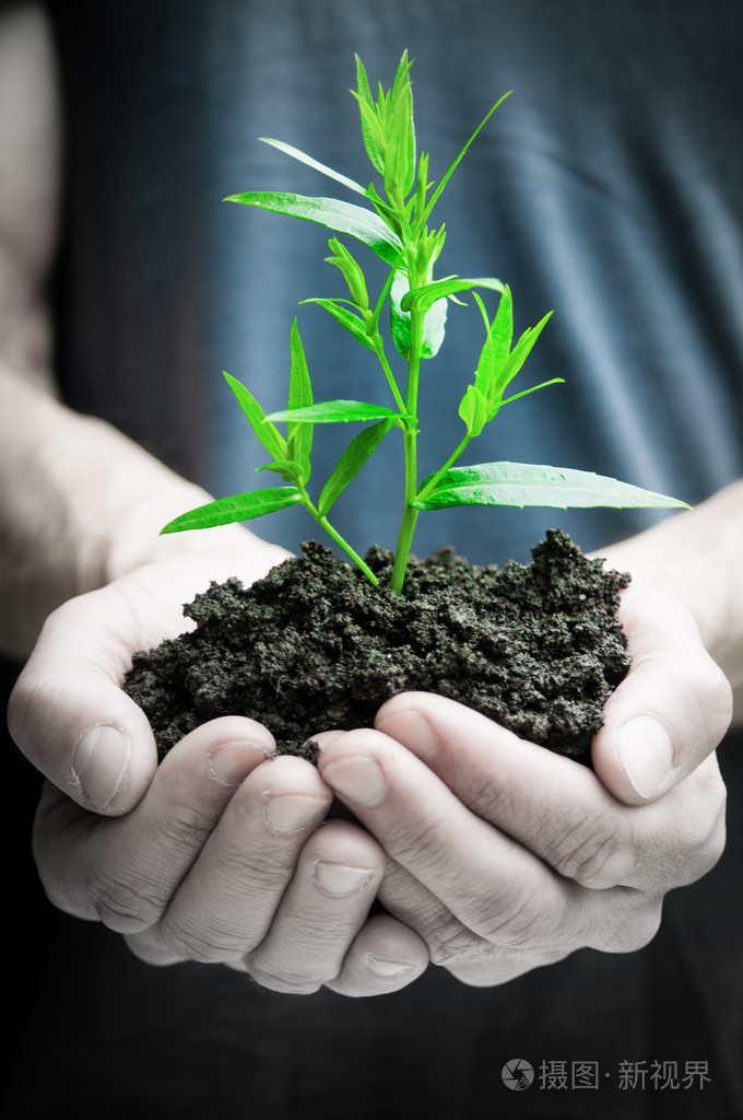 人类的双手托着绿色植物特写