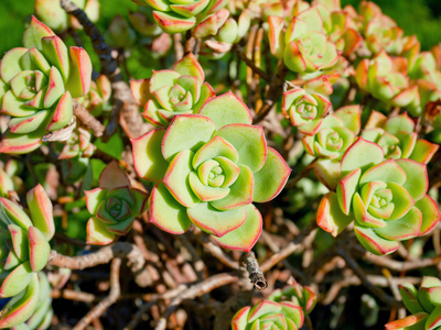 Echeveria 在花园里