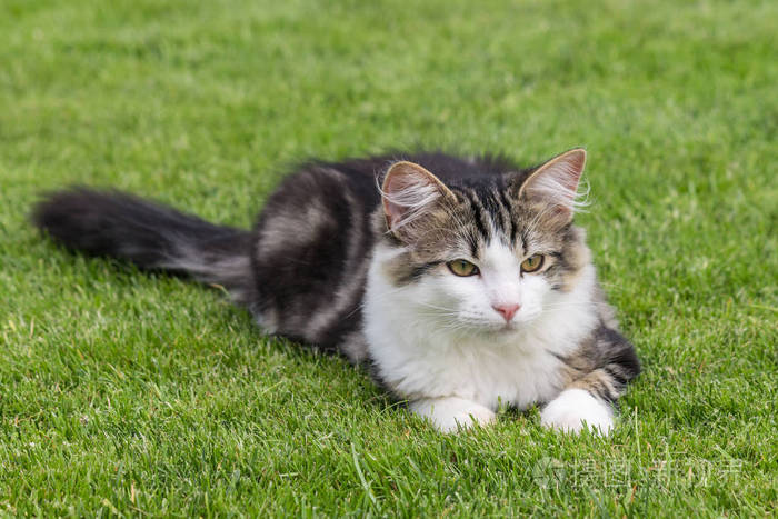 白灰花猫躺在绿草上