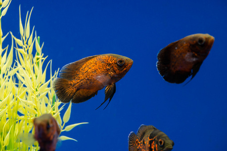 奥斯卡 眼斑星丽红鱼 水族箱用鱼