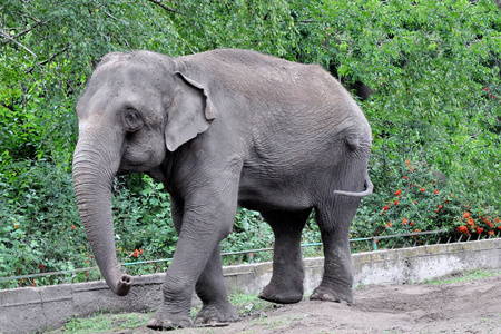 印度大象。印度大象在动物园鸟舍