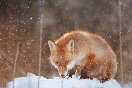 可爱的红狐狸在森林里