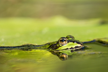 绿色的青蛙在水中