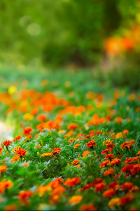 美丽的橙色花朵上绿色的花坛图片
