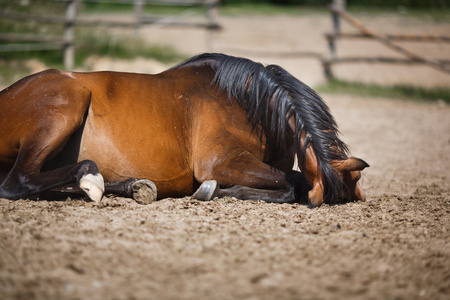 马躺在户外的稳定