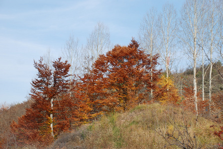 季节性的秋天的颜色背景