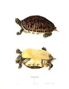 海龟的插图。北美洲爬虫1638