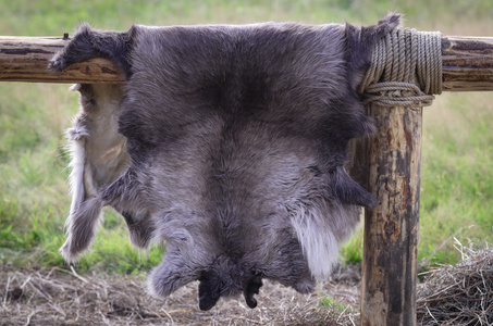挂栅栏上灯栅栏上挂着的狼皮照片
