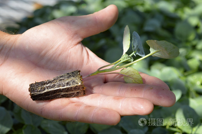 青花菜苗照片 正版商用图片0esy5w 摄图新视界 青花菜苗照片 正版商用图片0esy5w 摄图新视界
