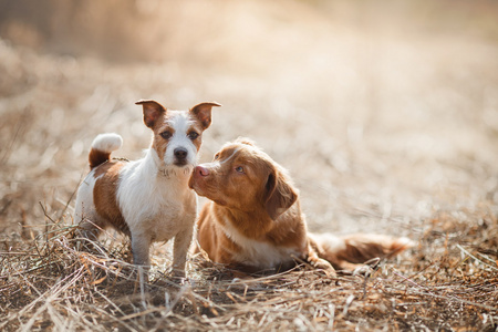 狗杰克罗素猎犬和狗新斯科舍鸭收费检索