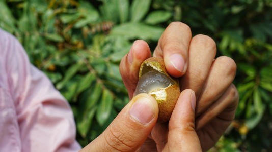 手脱皮桂圆 龙眼 女人手脱皮照片