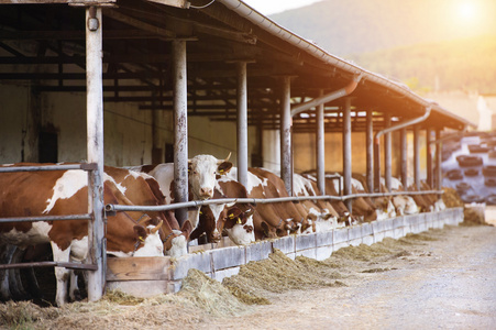 母牛在农场牛棚