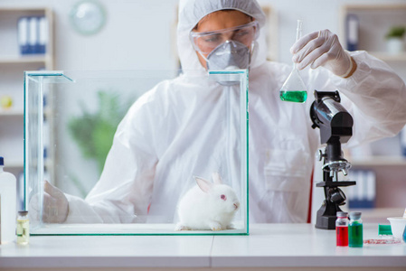 科学家做动物实验用兔实验室里照片