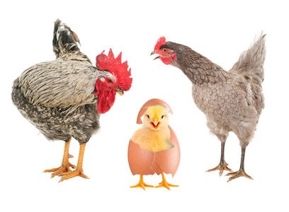 孤立的小鸡图片