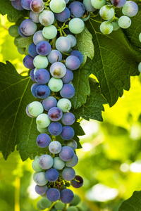 多彩的酿酒葡萄在葡萄藤上