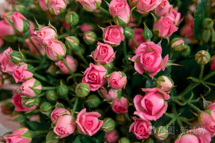 花束的花朵 和谐地结合在一起 一束灌木粉红色的玫瑰 花到情人节 母亲节或3月8日照片 正版商用图片0etb51 摄图新视界