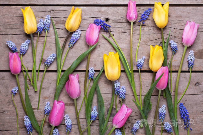 粉红色 黄色和蓝色的春天的花朵