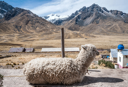 羊驼的神圣谷旅游胜地
