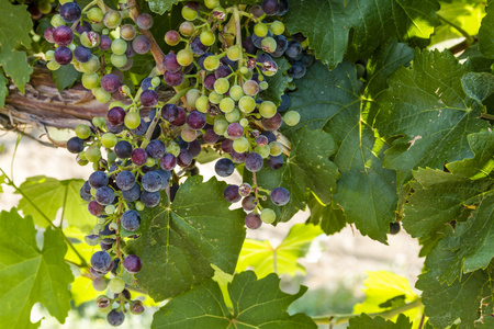多彩的酿酒葡萄在葡萄藤上