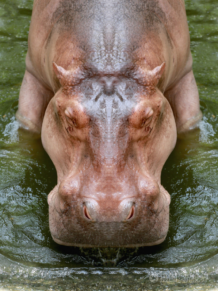 河马在直的脸上