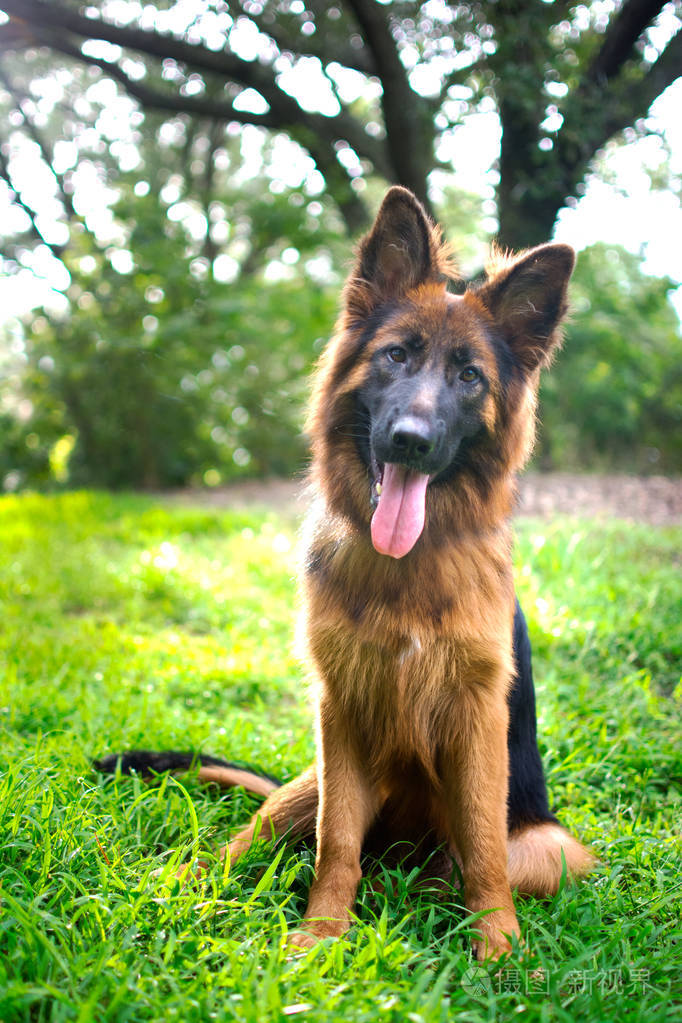 在公园里的德国牧羊犬