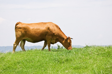 盐角草短角牛喂草照片