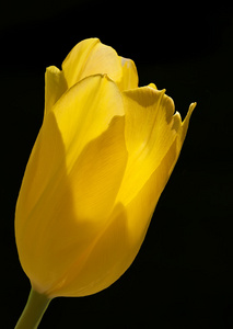 黑色背景上的黄色郁金香