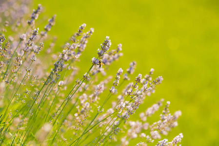 绿草山水花紫花瓣图片