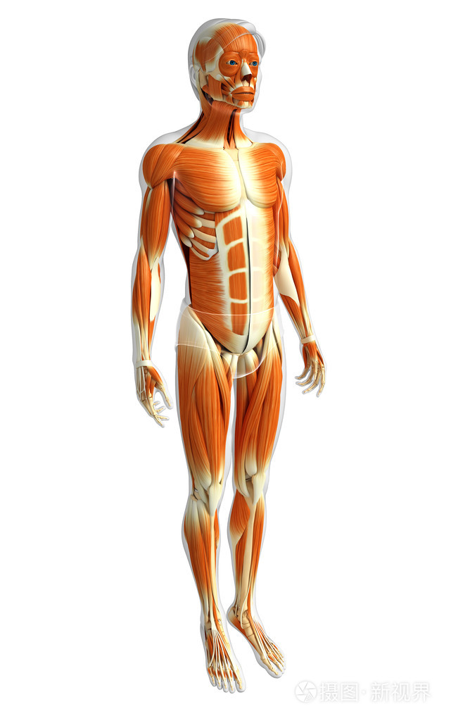 男性肌肉解剖
