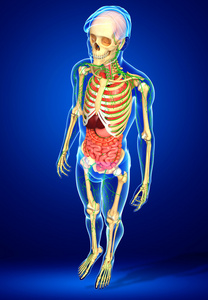 淋巴，骨骼及消化系统的男性身体图稿