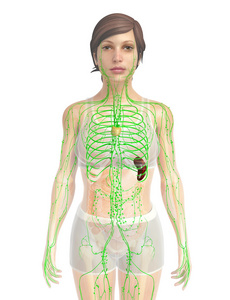 神经和淋巴结的彩色医学例证人体下肢循环系统,神经和淋巴结的彩色