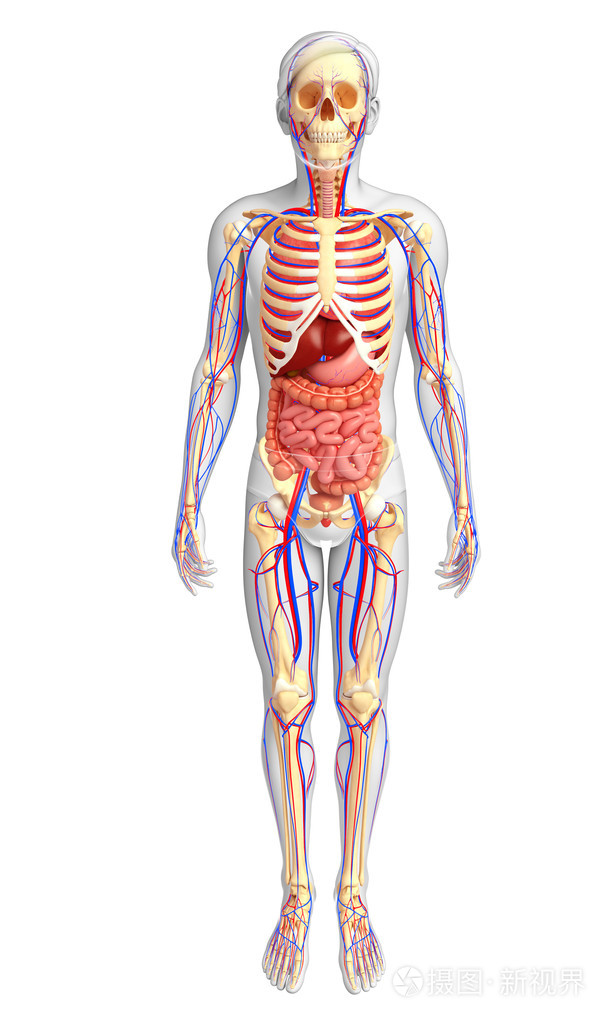 男性骨骼消化和循环系统