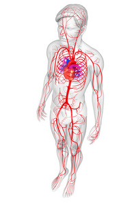 男性的动脉系统