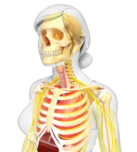 与紧张的女性骨架和消化系统图稿