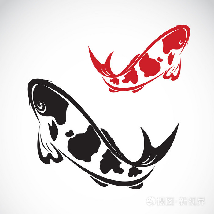 白色背景上鲤鱼锦鲤的矢量图像