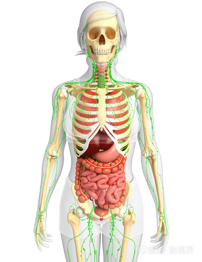 淋巴,骨骼及消化系统的女性身体的图稿