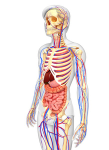 男性骨骼，消化和循环系统